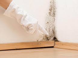 Best Commercial Mold Inspection  in Springville, UT